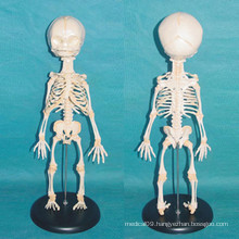 Baby Torso Skeleton Medical Nursing Model for Teaching